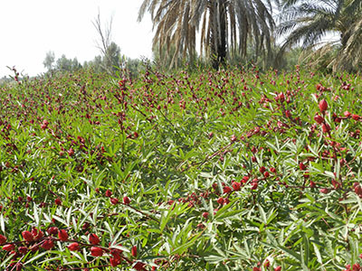 مدیرباغبانی: برداشت چای ترش در سیستان و بلوچستان آغاز شد