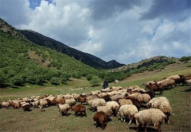 فرماندار هشترود: منابع طبیعی از چرای غیرمجاز جلوگیری کند