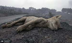 منتخب تصاویر امروز جهان- 5 مرداد 1400