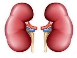 تأثیر چای، نوشابه و سیگار در نارسایی کلیوی  چکاب سالانه ضروری است