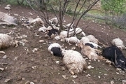 صاعقه ۵۰ راس گوسفند را  در دهلران تلف کرد