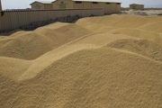 شرایط لازم برای خرید تضمینی گندم در قزوین باید فراهم شود