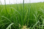 ظهور اولین خوشه‌های  برنج در استان گیلان