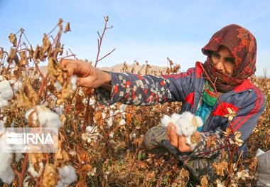 نداشتن سند مالکیت، مشکل مهم بیمه‌ای کشاورزان خراسان شمالی