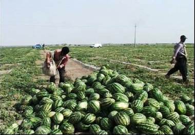 لرستان تشنه و محصولاتی که آب را می بلعند