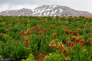 دشت لاله های واژگون کوهرنگ