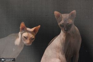 منتخب تصاویر امروز جهان- 21 مرداد