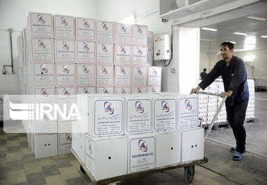 صادرات بیش از ۱۶۰۰ تن تخم‌مرغ از آذربایجان‌شرقی