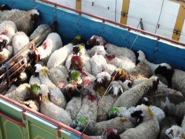 کامیون های حامل احشام قاچاق در چرداول توقیف شدند