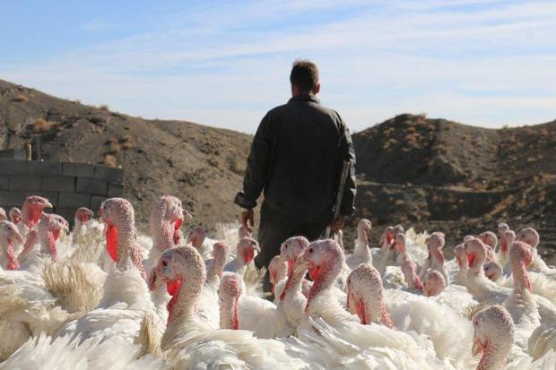 1681 خانوار مددجو در خراسان جنوبی خودکفا شدند