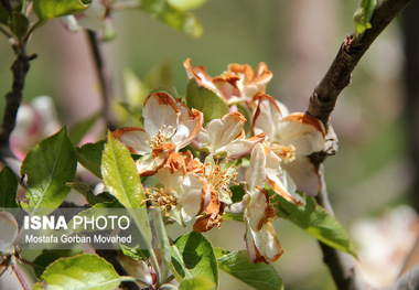 خسارت 30 درصدی سرمازدگی به محصولات باغی کلیبر