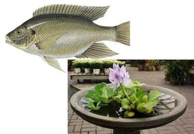 سنبل آبی و ماهی تیلاپیا به فاجعه زیست محیطی در ایران تبدیل شده اند