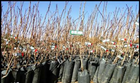 توزیع 8هزار اصله نهال به مناسبت هفته منابع طبیعی در سلماس