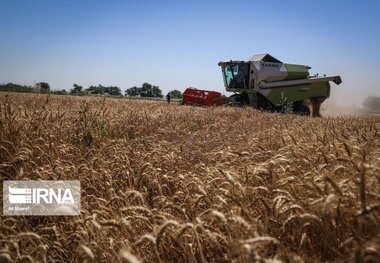 آغاز برداشت گندم در مناطق مرکزی و غرب خوزستان