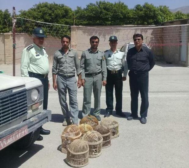 هفت کبک از منزل شخصی در کازرون کشف شد