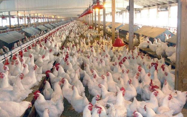 مازاد تولید مرغداری‌های خوزستان خریداری می‌شود