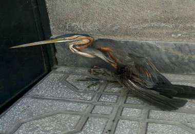 تحویل یک بهله حواصیل ارغوانی به اداره محیط زیست جاجرم