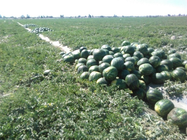 کشاورزان ابرکوه از کاشت هندوانه پرهیز کنند