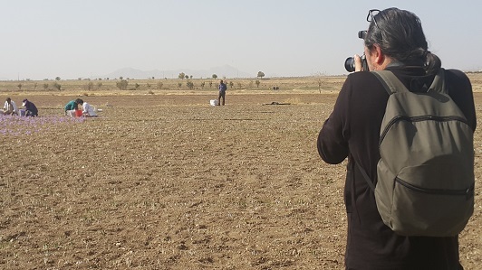 ثبت تصویری فرایند برداشت زعفران تربت حیدریه و زاوه توسط رسانه های داخلی و خارجی