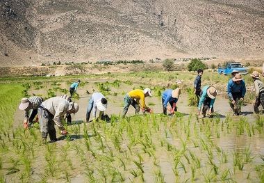 شالیکاران آستارا برای پیشگیری از کرونا کشت مکانیزه انجام دهند