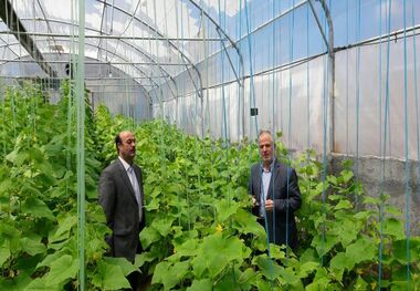 سطح گلخانه‌های استان اردبیل امسال به ۱۰۰ هکتار افزایش می‌یابد