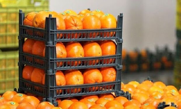بیش از سه‌هزار تن میوه نوروز ۹۹ در خوزستان توزیع شد