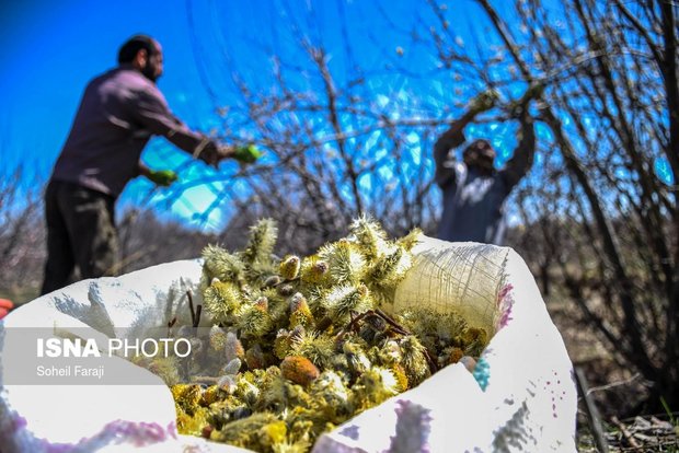 بیدمشک ارومیه، محصولی که مغفول مانده است