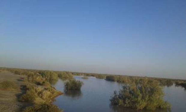 پرندگان مهاجر در تالاب جازموریان فرود آمدند