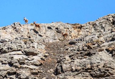 برنامه‌های روز جهانی حیات وحش در سیستان و بلوچستان برگزار شد