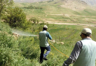 هشدار برای هجوم موج جدید ملخ در جنوب سیستان و بلوچستان