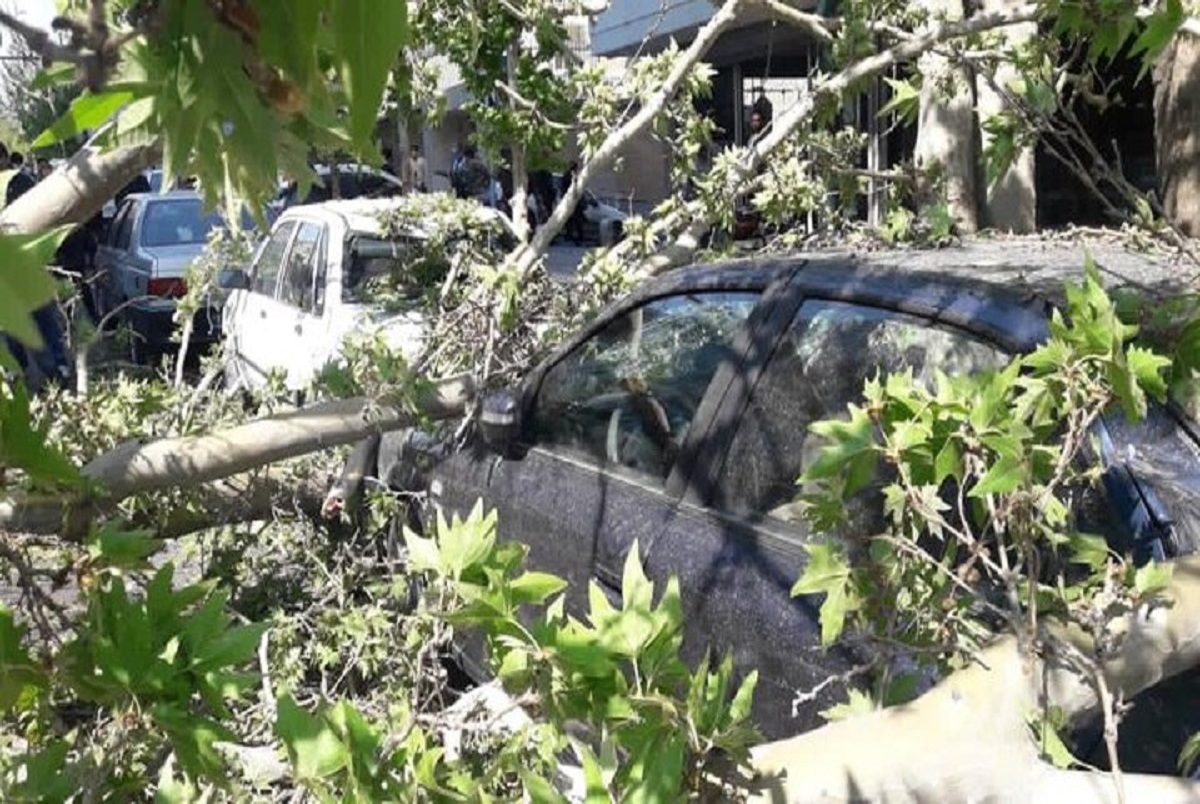 علت سقوط یک درخت در خیابان ولیعصر چه بود؟ + عکس و فیلم