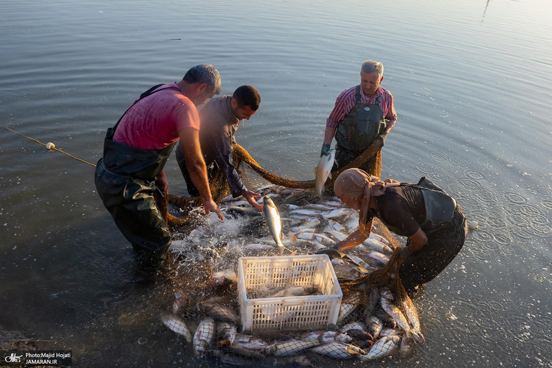 پرورش ماهی در آزادشهر استان گلستان
