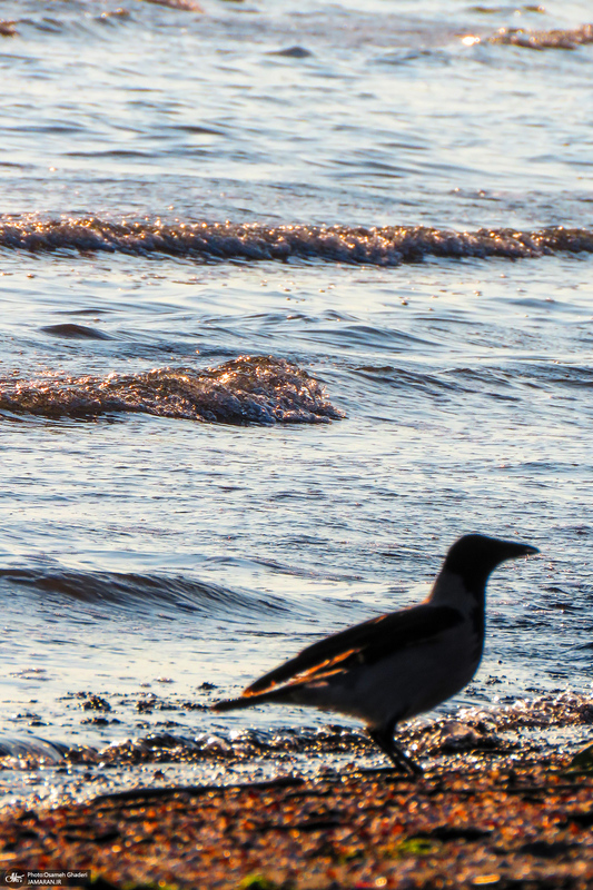 ساحل چمخاله