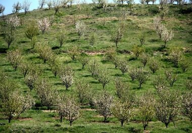 2 باغ بزرگ مدرن در گیلانغرب احداث می شود