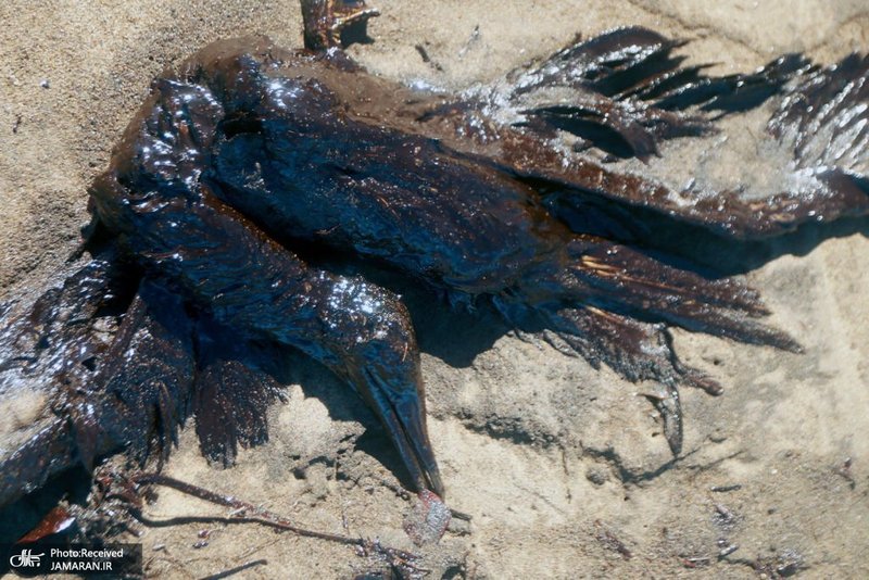 منتخب تصاویر امروز جهان - 16 آذر 1401