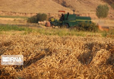 ۸۰۰ تن گندم در چالدران خریداری شد