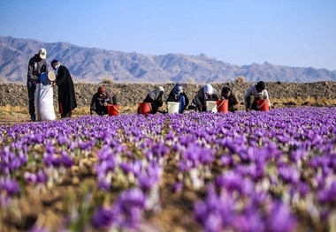 سه تن پیاز زعفران در کوثر کشت می شود