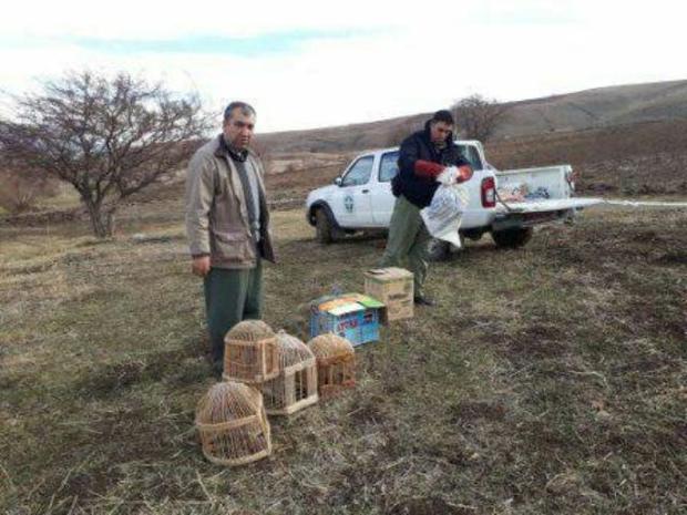 رهاسازی 4 بال کبک در ارتفاعات مهاباد