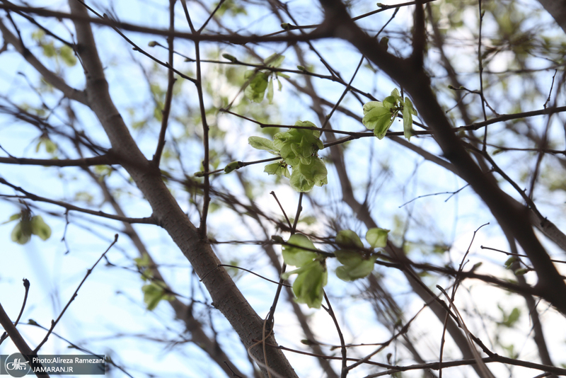 شکوفه های بهاری تهران