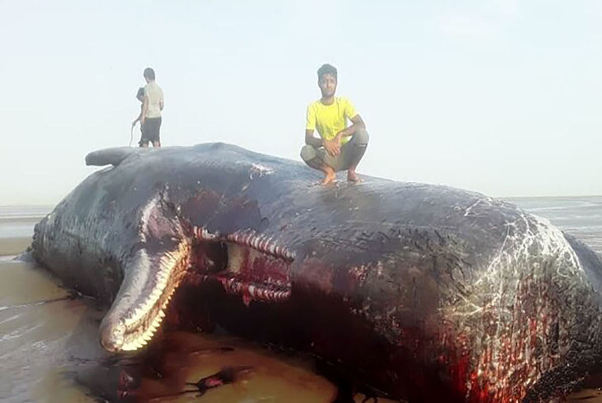 نهنگی در ساحل سیریک به گل نشست+ عکس