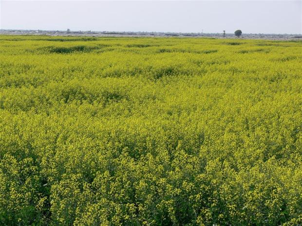 برداشت کلزا از مزارع چابهار آغاز شد