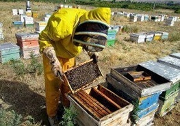 اجرای طرح ارزیابی عملکرد کلنی‌های زنبورعسل در اردبیل