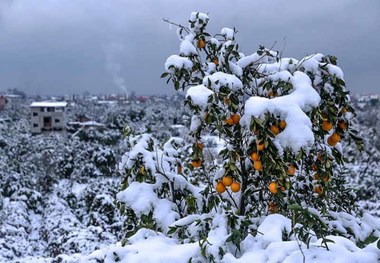 خسارت 920 میلیارد ریالی سرمای دیررس به مزارع غلات، باغات، اماکن دامی و تاسیسات آبی چاراویماق