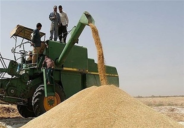 خرید تضمینی بیش از ۸۰۰۰ تن گندم در همدان