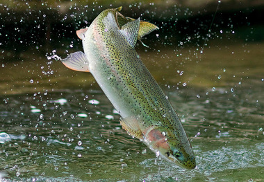 140 تن ماهی سردابی و گرمابی در خمین تولید شد
