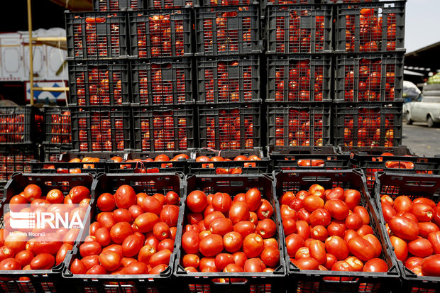 خرید ۲ هزار تن گوجه فرنگی با نرخ توافقی در همدان