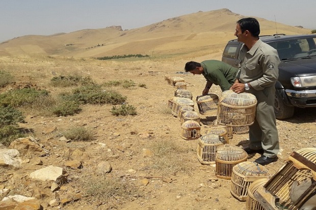 قاچاقچیان کبک در مهاباد دستگیر شدند