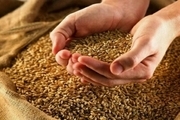 1660 تن انواع بذر اصلاح شده در قزوین تولید شد