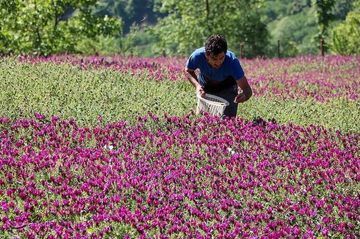 گل گاو زبان، گیاه مشهور به آرام بخشی اما موثر در بسیاری از بیماری ها