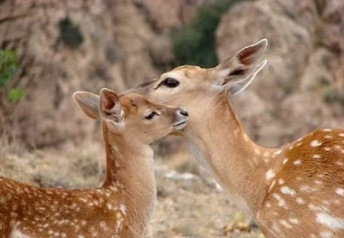 تقارب ژنتیکی تهدیدی مهم برای گوزن زرد ایرانی است